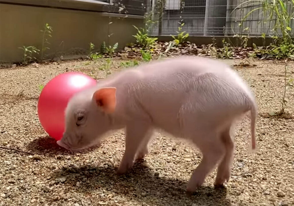 ミニブタカルビ