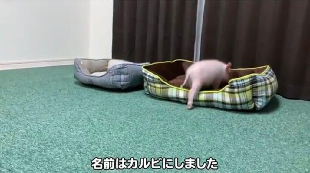 カル様